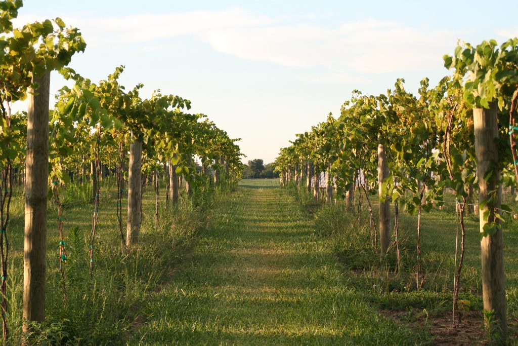 Acres Away Winery Vineyard